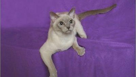 如何訓練東奇尼貓不咬人 東奇尼貓咬人解決辦法