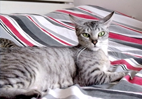 如何讓埃及貓躺下 訓練埃及貓躺下方法