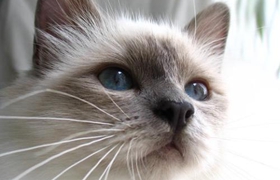 怎么訓(xùn)練伯曼貓睡貓窩 幼貓訓(xùn)練時(shí)注意事項(xiàng)