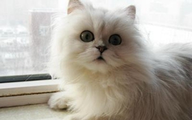 怎么訓(xùn)練金吉拉貓不叫 金吉拉貓不亂叫訓(xùn)練方法