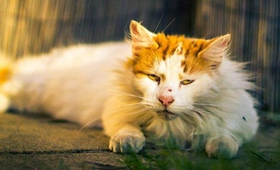 土耳其梵貓?jiān)趺从?xùn)練聽(tīng)話 土耳其梵貓不聽(tīng)話解決辦法