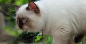 怎么訓(xùn)練喜馬拉雅貓不吃死老鼠 定時(shí)給貓喂飽