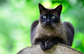 怎么訓練東奇尼貓裝死 東奇尼貓裝死訓練