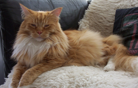 怎么訓練西伯利亞貓不叫 做只安靜的西伯利亞貓