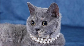 怎么訓練塞爾凱克卷毛貓用馬桶