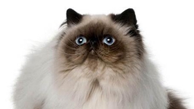 喜馬拉雅貓?jiān)趺从?xùn)練 貓咪訓(xùn)練注意事項(xiàng)