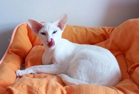 如何訓練東方短毛貓不咬人 貓咪咬人要及時制止