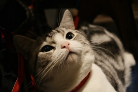 怎么訓練美國短毛貓定點排便 美短上廁所訓練