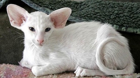 怎么訓練東方短毛貓上廁所 從小訓練效果好