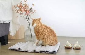 塞爾凱克卷毛貓怎么訓練 塞爾凱克卷毛貓訓練方法