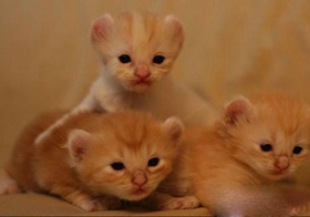 美國卷耳貓不聽話怎么辦 美國卷耳貓不聽話訓練方法