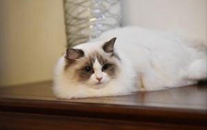 如何訓(xùn)練布偶貓 布偶貓乖乖聽(tīng)話小技巧