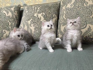 怎么訓練金吉拉貓大小便 金吉拉貓貓砂使用訓練