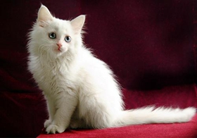 怎么訓練波斯貓聽話 波斯貓服從性訓練