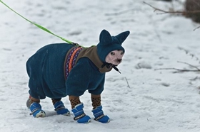 怎么訓練加拿大無毛貓不叫