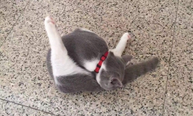 英國短毛貓犯錯(cuò)怎么懲罰 英短犯錯(cuò)懲罰法