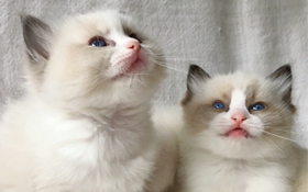 怎么訓(xùn)練布偶貓睡到固定地方