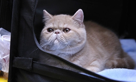 怎么訓練加菲貓用馬桶 加菲貓上廁所訓練