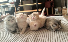 如何訓練加菲貓不鉆被窩 寵物貓不鉆被窩的方法