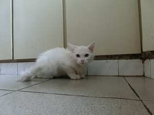 怎么訓練山東獅子貓不咬人 山東獅子貓訓練