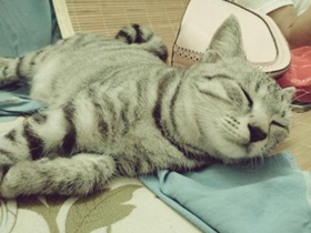 怎么訓(xùn)練美國短尾貓不咬人