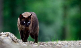 怎么訓練東奇尼貓用馬桶