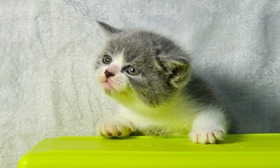 英國短毛貓?jiān)趺从?xùn)練 英短訓(xùn)練技巧