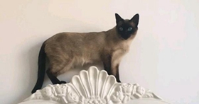 如何讓暹羅貓記住自己名字 暹羅貓訓練誤區