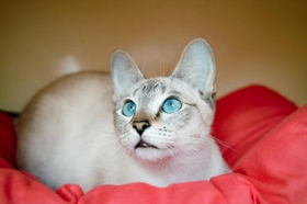 怎么讓暹羅貓聽話 訓練暹羅貓的方法