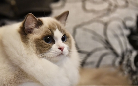 怎么訓(xùn)練布偶貓坐下 布偶貓聽(tīng)從手勢(shì)訓(xùn)練