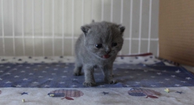 如何訓練俄羅斯藍貓用馬桶 藍貓用馬桶指南