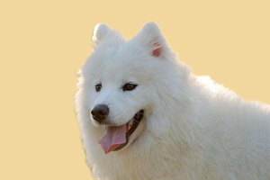 薩摩耶喂什么增加體重