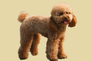 貴賓犬什么時候換牙