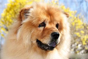 松獅體臭怎么治療