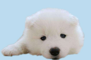 如何讓薩摩耶不掉毛