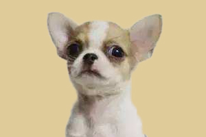 吉娃娃耳朵臭怎么辦