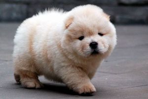 松獅耳朵發臭怎么辦