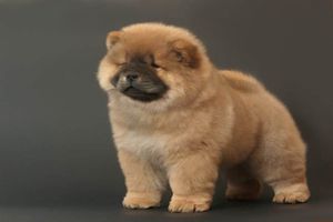 松獅為什么愛咬人