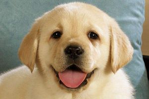 拉布拉多淚痕嚴重怎么辦