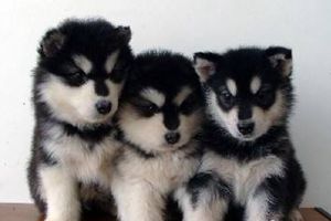 阿拉斯加犬什么時候脫毛