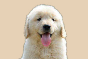 金毛犬如何洗澡