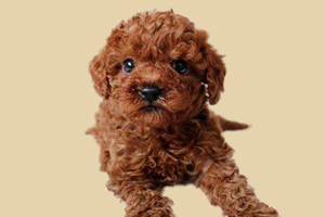 泰迪犬什么東西不能吃