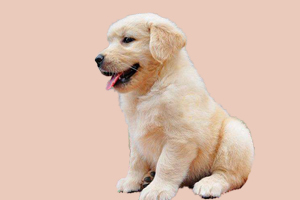 如何讓金毛爆頭