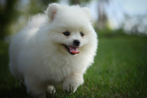 博美喂養注意事項有哪些