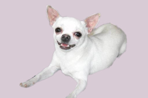 吉娃娃淚痕重怎么辦