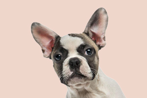 法國斗牛犬喂什么好