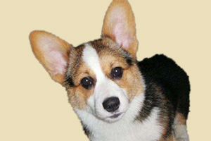 柯基犬如何養(yǎng)