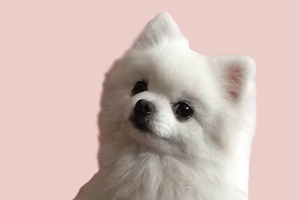 博美幼犬吃的少怎么辦