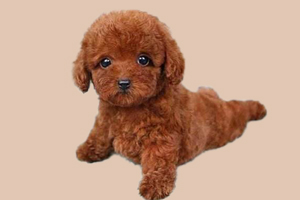 泰迪狗吃什么補(bǔ)營養(yǎng)