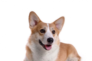 給柯基吃什么比較好